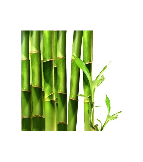 Diffuser in can with sticks 440 ml Bamboo and Lime - Belforte -  - 