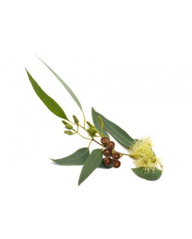 Huile Essentielle Concentrée - Belforte - Parfum Eucalyptus 15 ML - 