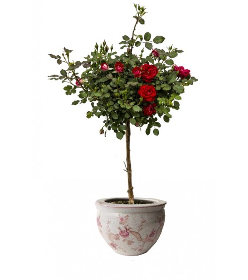 Royal Family - Porte-vase "Armonia di Rose"