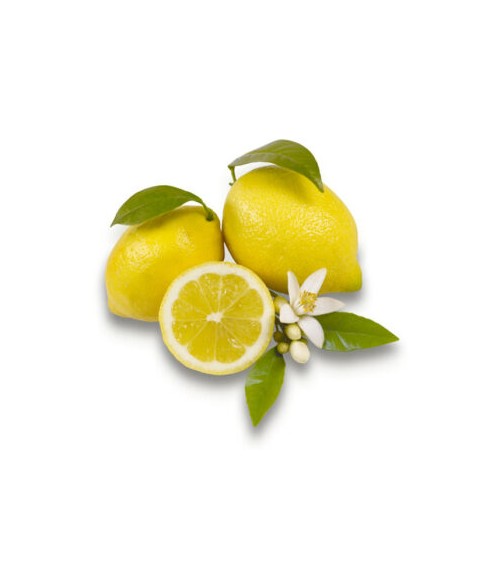 Konzentriertes ätherisches Öl – Belforte – Zitronen-Moschus-Duft, 15 ml - 