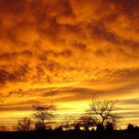 Belforte Concentrated Essential Oil - Amber Fragrance 15ml -  - 