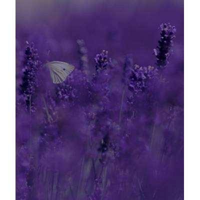 Konzentriertes ätherisches Öl - Belforte - Lavendelduft 15 ml -  Konzentriertes ätherisches Öl - Belforte - Lavendelduft 15 ml -