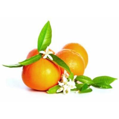 Konzentriertes ätherisches Öl - Belforte - Odessa Duft 15 ML - 